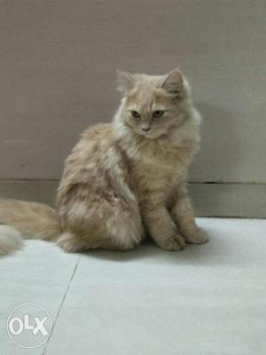 Long-fur Brown Cat