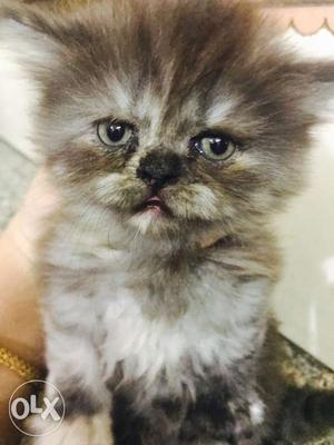 Long-fur Grey And Brown Kitten