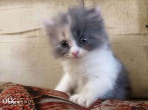 Long-furred Gray And White Kitten