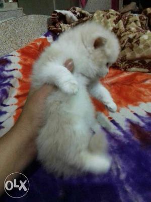 Long-furred White Kitten