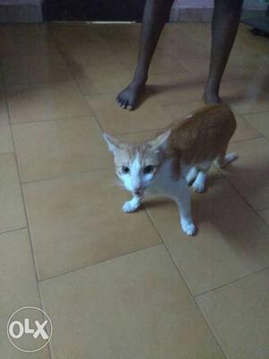 Male cat just 8 months old. Cute looking for sale