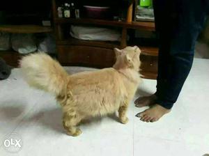 Male persian 8 months old