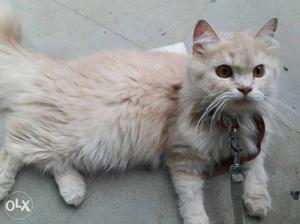 Male persian cat. 7 months old. golden brown.