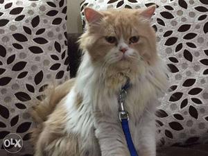 Need Persian Female Cat for mating