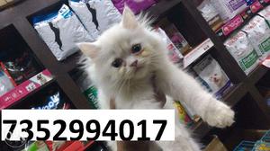 Not only cat but pet is also available at raj pet shop