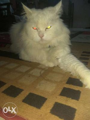 ODD eys White Persian Cat only for meting not for sale very