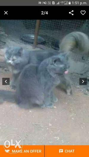Orginle breed persian kittens for sale each one 
