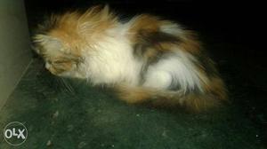 Parshian cat 2 montha old calico calour female