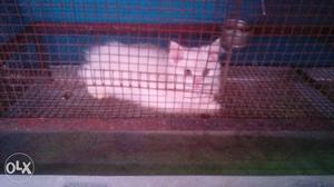 Percian pure white doll face 4 month old male