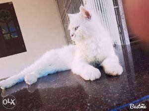 Persian Cat, Beutiful looking Urgent Sell