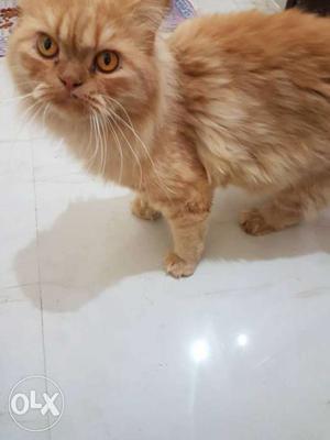 Persian Cat Golden Colour