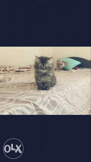 Persian Cat original grey colour kitten female 50 days old