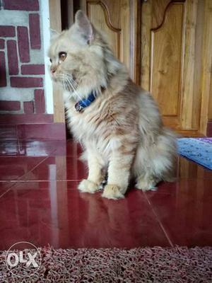 Persian Gold male cat 8 month