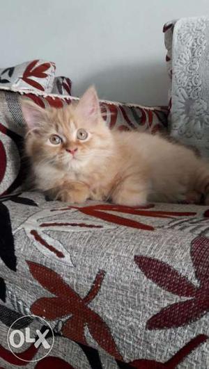 Persian Kittens - Doll face