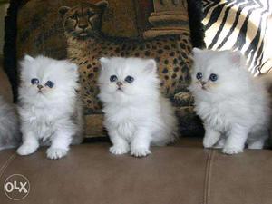 Persian Kittey Cats For Sell Trust Kennel Delhi