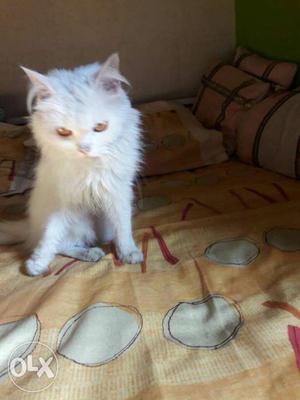 Persian White Female Cat. 7 months old.
