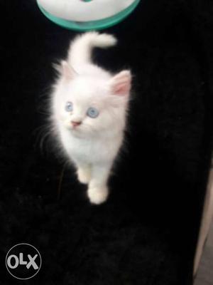 Persian White blue eyes Kitten 65 days age