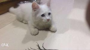 Persian cat, 2 months old, with 2 monts of food