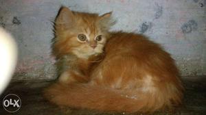 Persian cat 2mnths old