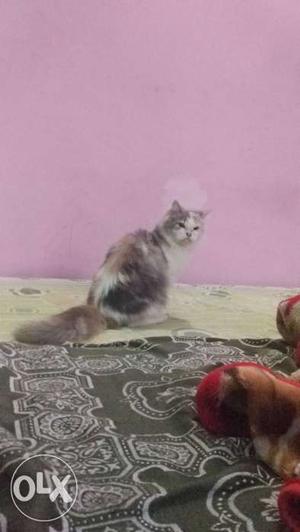 Persian cat 8 months...male 1.5 yr for sale each 