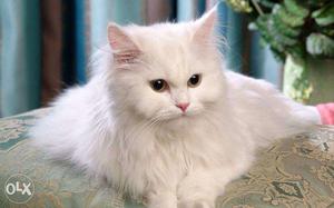Persian cat and kitten with heavy fur and punch face.