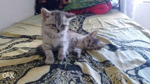 Persian cat babies 1 male and 2 female  for