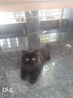 Persian cat black