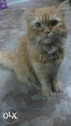 Persian cat brown male...want to sell