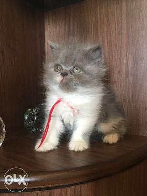 Persian cat, double coated 1 mth 15 days old