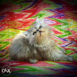 Persian cat for sale,all india delivry