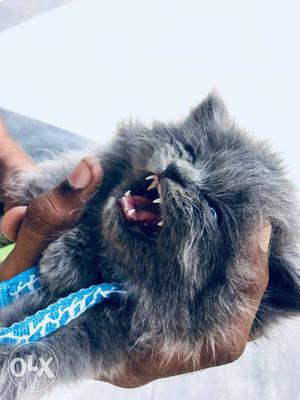 Persian cat for sale with accesories, price