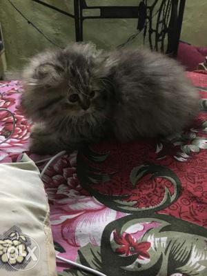 Persian cat kitten Long-fur Grey Female 50 days old semi