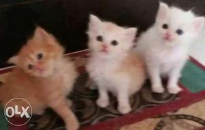 Persian cat kitten available for sell