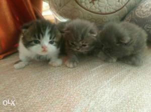Persian cat kitten  only three kittens call