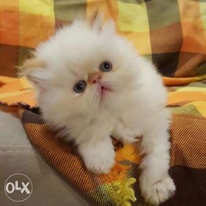 Persian cat kitten sale