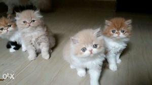 Persian cat kitten sale all over india