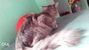 Persian cat long hair Black And White Cat