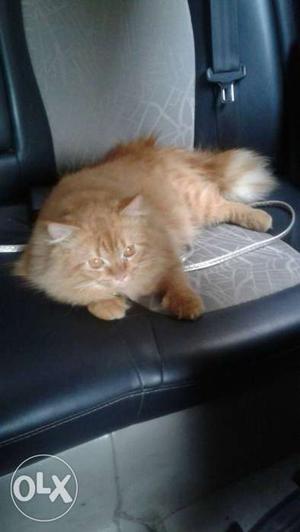 Persian cat name Zeeyan with all vaccination done