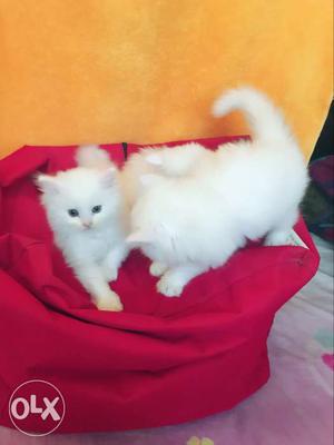 Persian cat or kitten male and female available 2 mnths old