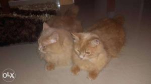 Persian cat pair male and female 1.5 years old