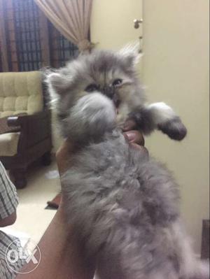 Persian cat semipunch good quality male and female