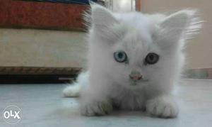 Persian cat (white female)