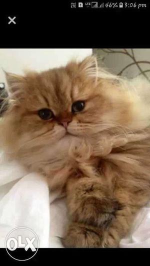 Persian doll face beautiful cat..