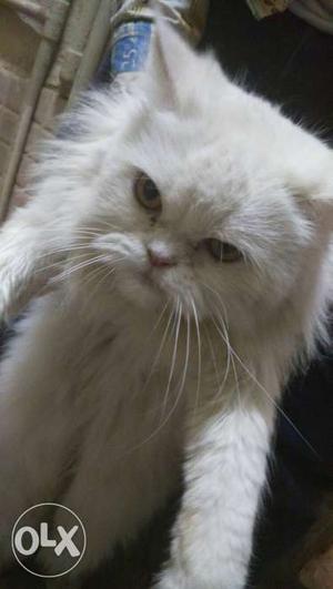 Persian female White cate