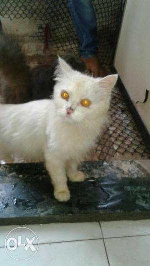 Persian female cat 8 month old no cheap offers