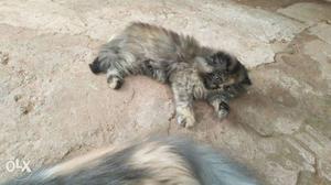 Persian full punch face kittens for sale available