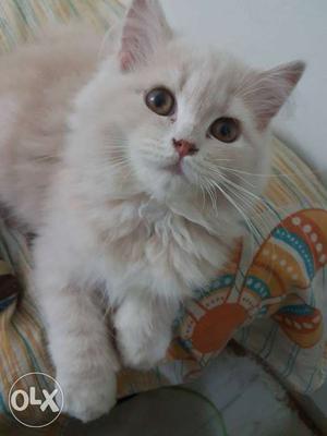 Persian kitten Fawn colour. 4 months old.