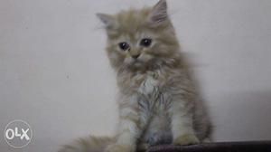 Persian kitten available. White color, blue eyes