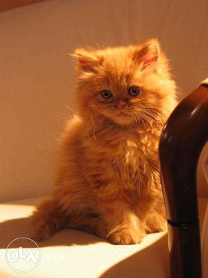 Persian kitten available pure breed(NEGOTIATEABLE)