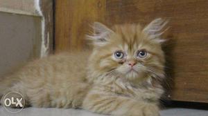 Persian kitten male available